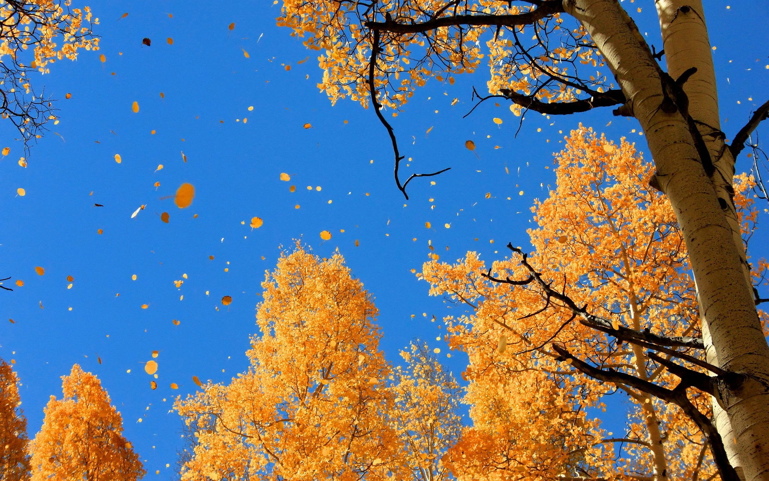 Береза осень золотая листья ветка бесплатно